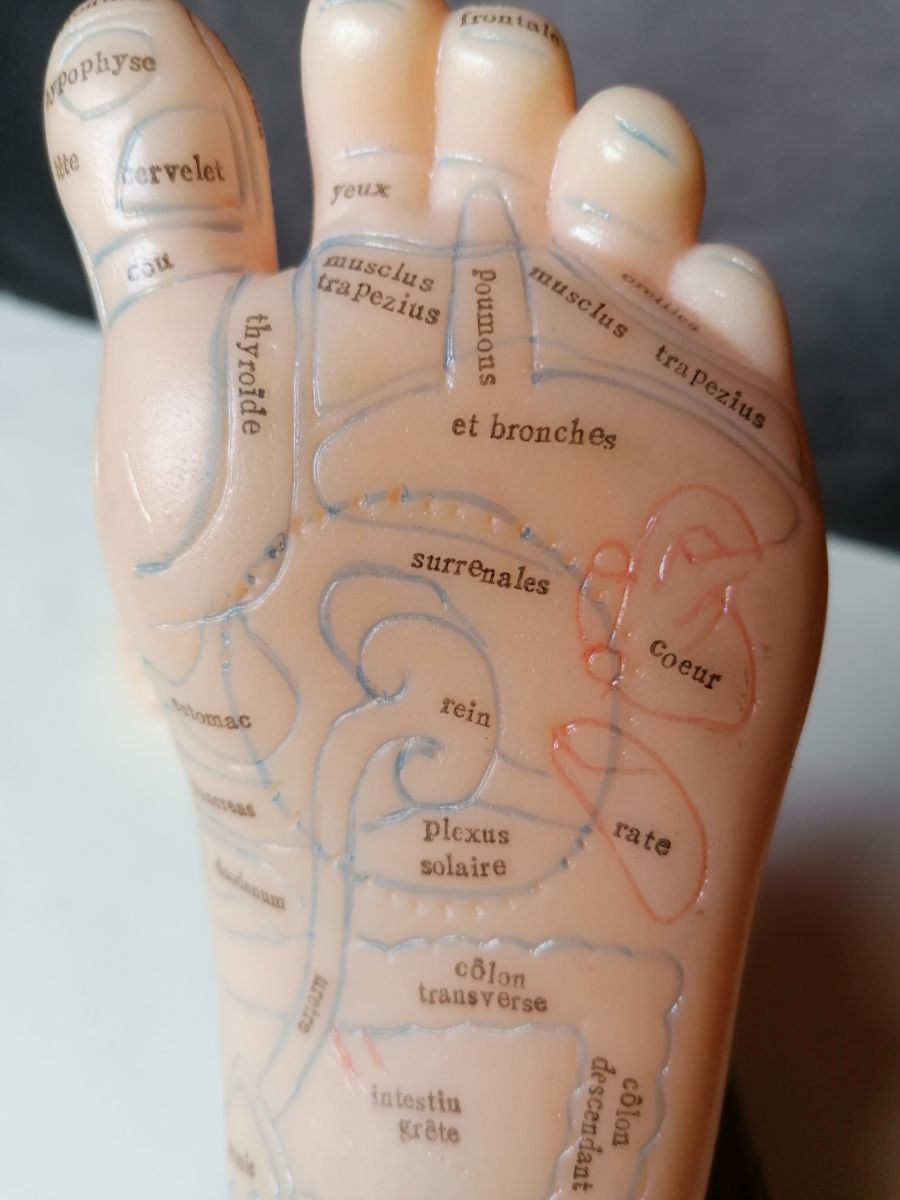 Modèle d'acupuncture du pied, modèle de réflexologie plantaire bon