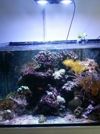 Aquarium 385L