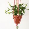 Suspension plante traphilo pompon vert