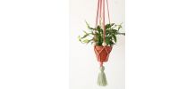 Suspension plante traphilo pompon vert