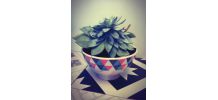 Plante grasse Echeveria dans son petit bol 