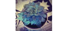 Plante grasse Echeveria dans son petit bol 