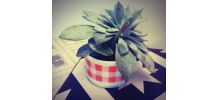 Plante grasse Echeveria dans sa tasse vintage