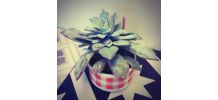 Plante grasse Echeveria dans sa tasse vintage