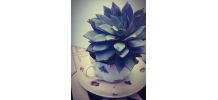 Plante grasse Echeveria dans sa petite tasse fleurie