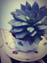 Plante grasse Echeveria dans sa petite tasse fleurie
