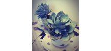 Plante grasse Echeveria dans sa petite tasse fleurie