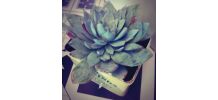 Plante grasse Echeveria dans sa boîte à thé