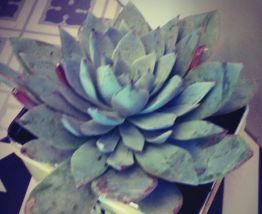 Plante grasse Echeveria dans sa boîte à thé