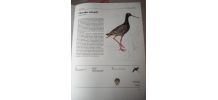 Oiseaux des pays d'europe