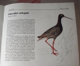 Oiseaux des pays d'europe
