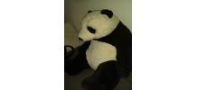 Peluche PANDA WWF 