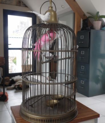 cage a oiseaux