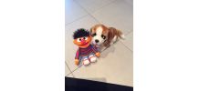 Peluches