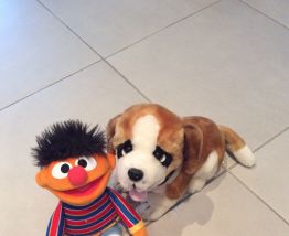 Peluches