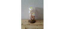 Cloche en verre 