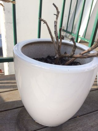 3 petits pots de fleurs en céramique blanche