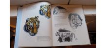 La peinture animalière de Christophe Drochon
