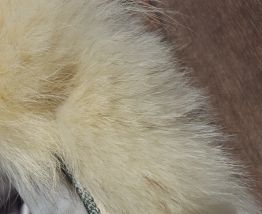 VESTE FOURRURE RENARD BLEU
