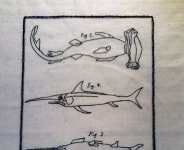 Broderie planche naturaliste Sur toile de Lin