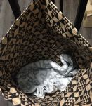 Paperbag