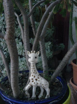 Sophie la girafe