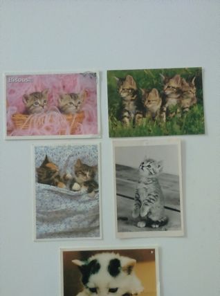 Lot de cartes postales chats