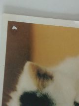 Lot de cartes postales chats
