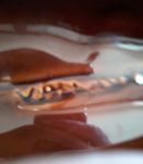 PLAT VALAURIS EN FORME DE POISSON ANNEE 60/70 VINTAGE