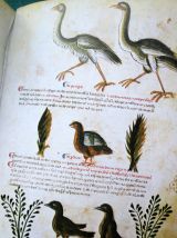 Medicina Antiqua