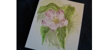 Aquarelle