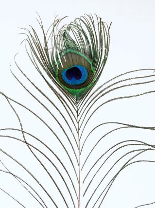 PLUME DE PAON TRÈS GRANDE N°1