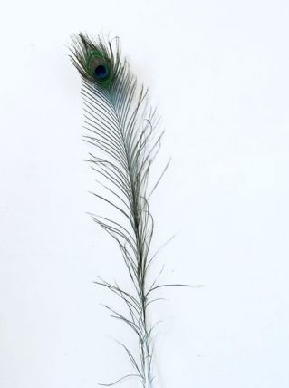 PLUME DE PAON TRÈS GRANDE N°2