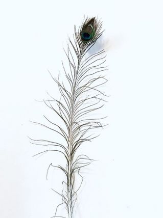 PLUME DE PAON TRÈS GRANDE N°3