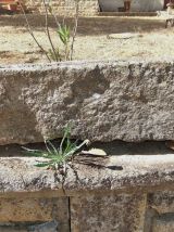 Très Ancien Sarcophage taillé Dans la Pierre