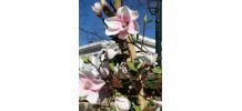 Composition florale · Tulipier - Fleurs et feuillages
