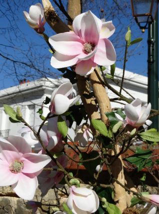 Composition florale · Tulipier - Fleurs et feuillages