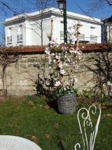Composition florale · Tulipier - Fleurs et feuillages