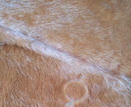 tapis peau de vache