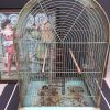 Cage oiseaux ancienne