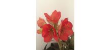 FLEURS ARTIFICIELLES en tissu
