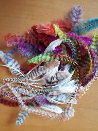 plumes couleur loisir creatif