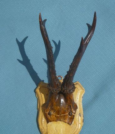 Trophée de chasse cornes chevreuil sur support