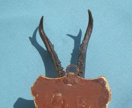 Trophée de chasse cornes chevreuil sur support