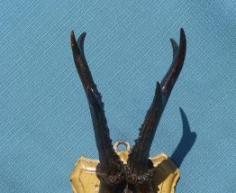 Trophée de chasse cornes chevreuil sur support