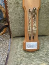 Très beau pied d'honneur de brocard du 07.10.1966. 2 pattes