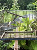 ancienne cage à Oiseaux