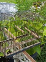 ancienne cage à Oiseaux