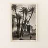 Photo vintage Palmeraie de Marrakech 50's