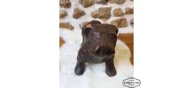 Statuette Chien